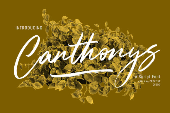 Canthonys: A Relaxed Script Font for Warm, Human Branding